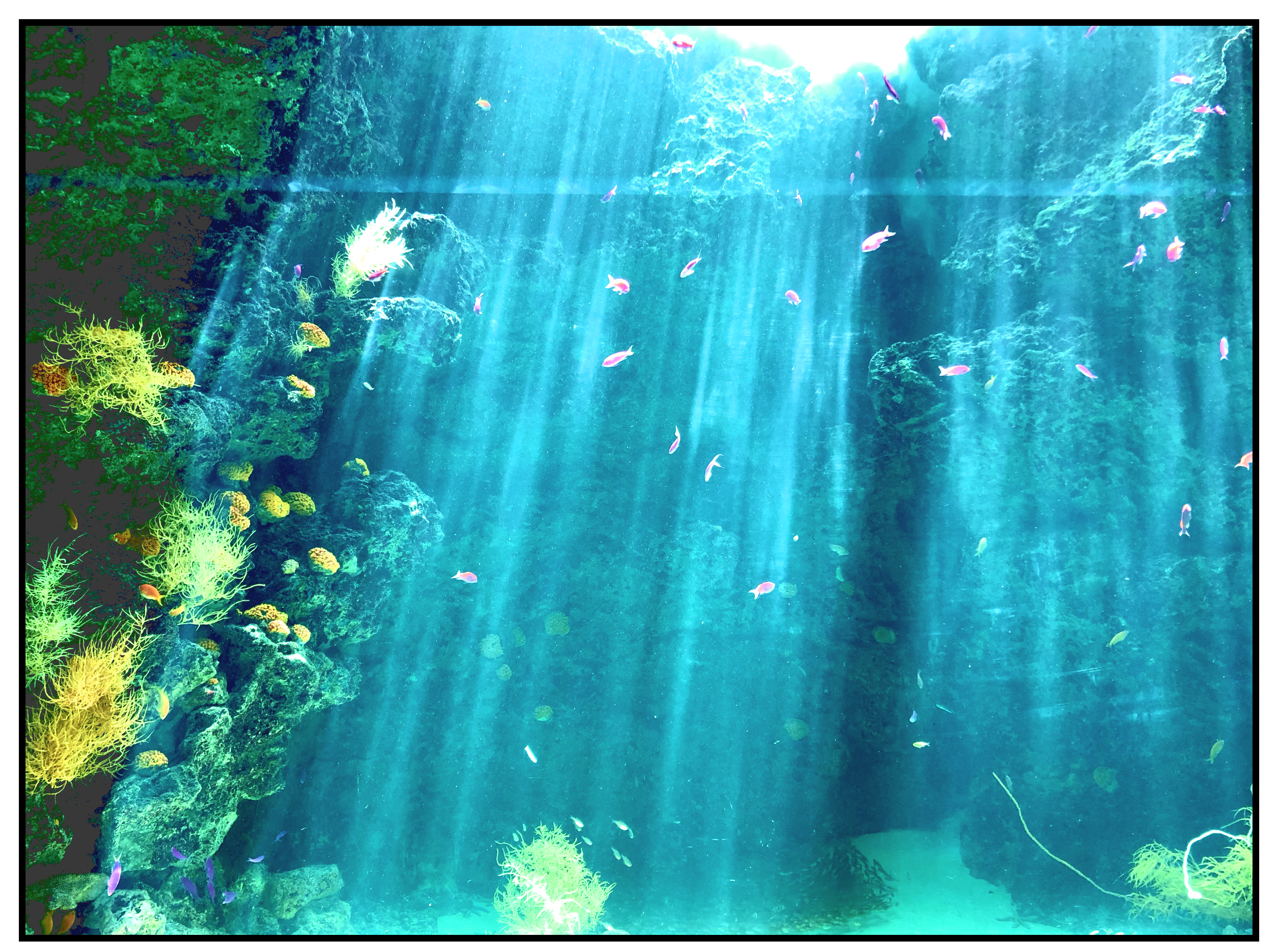 マンガ体験レポ】サチコと神ねこが行く！ 福島県の攻めすぎ水族館
