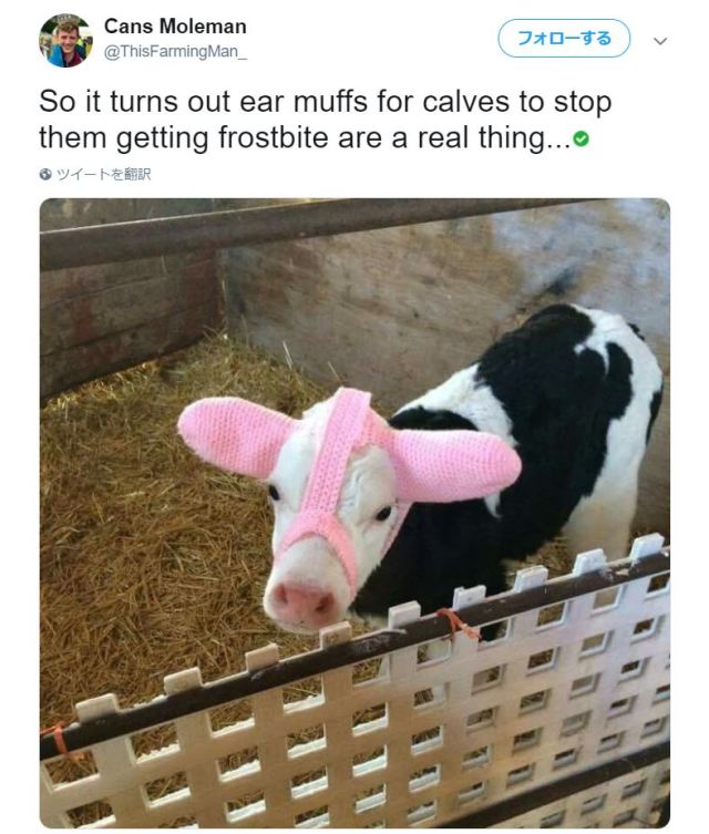 ピンクのイヤーマフをつけた子牛がカワイすぎてもう…農場の人が子牛をシモヤケから守ろうとしたアイディアでした★