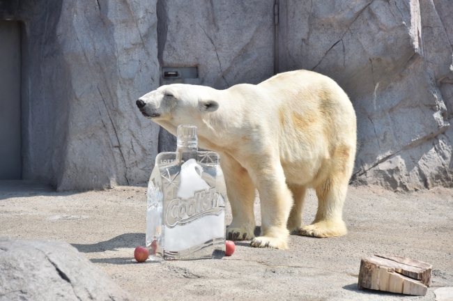 旭山動物園のホッキョクグマに 巨大クーリッシュ氷 をプレゼント かじったり泳いだりカワイイ姿を動画で公開中だよ Pouch ポーチ