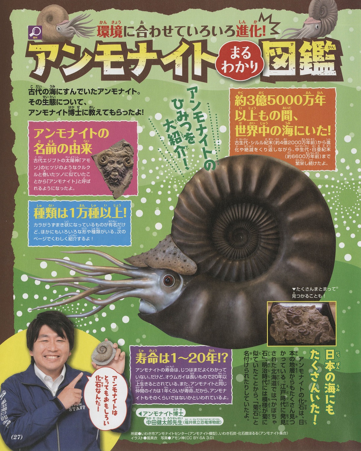 北海道 大きなアンモナイト 化石 / ポケモン 夏休み 自由研究 恐竜