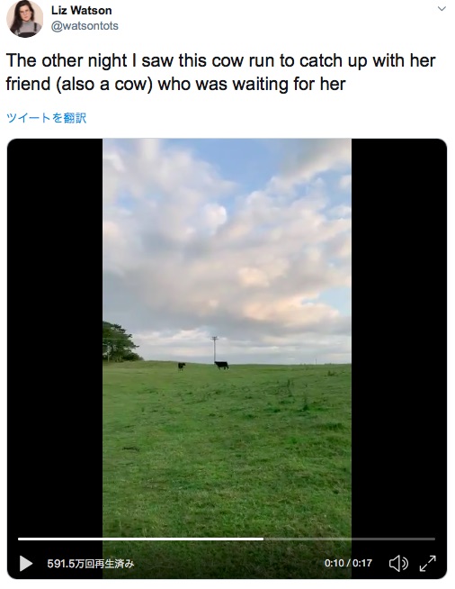 「待った～？」「ううん、全然～」牛さん同士の待ち合わせにほっこり…平和すぎる動画が撮影されました