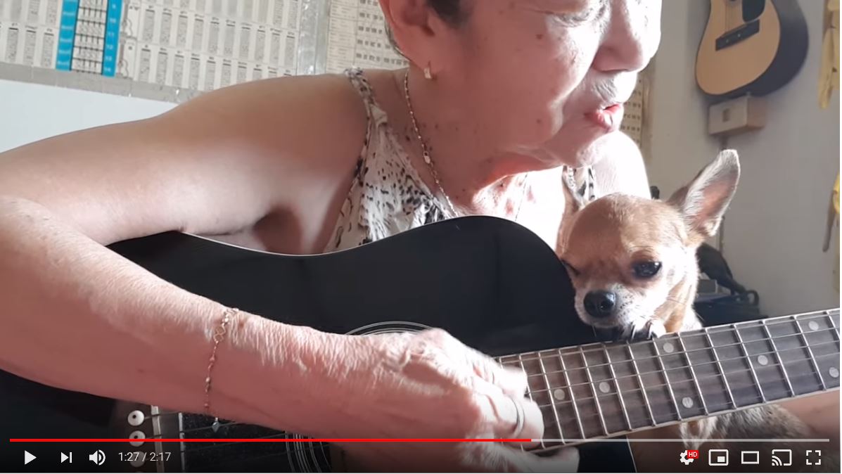 女性がギターを演奏し始めると 犬が寄り添い 猫がコーラス参加するという夢のような世界がありました Pouch ポーチ