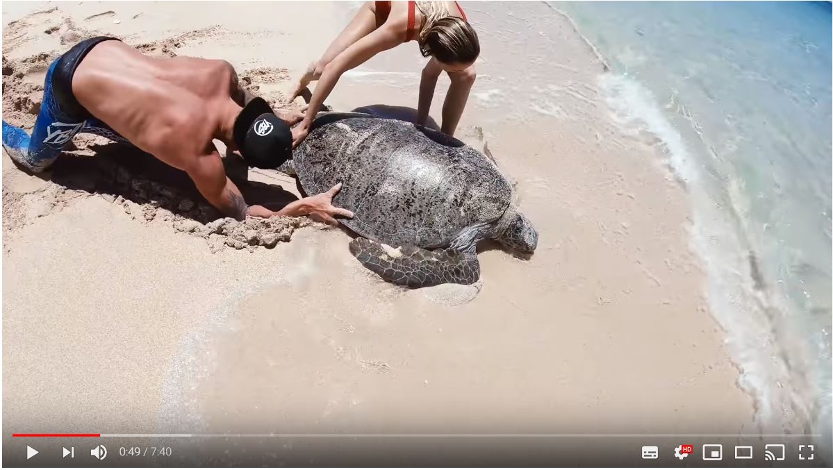 砂浜に何かが埋まってる 近寄ってみたら ひっくり返ったまま動けなくなっていたウミガメ でした Pouch ポーチ