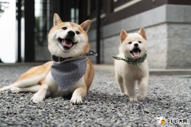 モッフモフ 二代目和風総本家 の23代目 豆助は白柴犬 小さな手足でちょこちょこ歩く姿がたまりません Pouch ポーチ