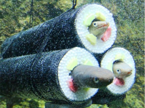 仙台うみの杜水族館で「アナゴの恵方巻」展示が登場！ 生きたアナゴが恵方巻風の筒から顔を出すよ♪
