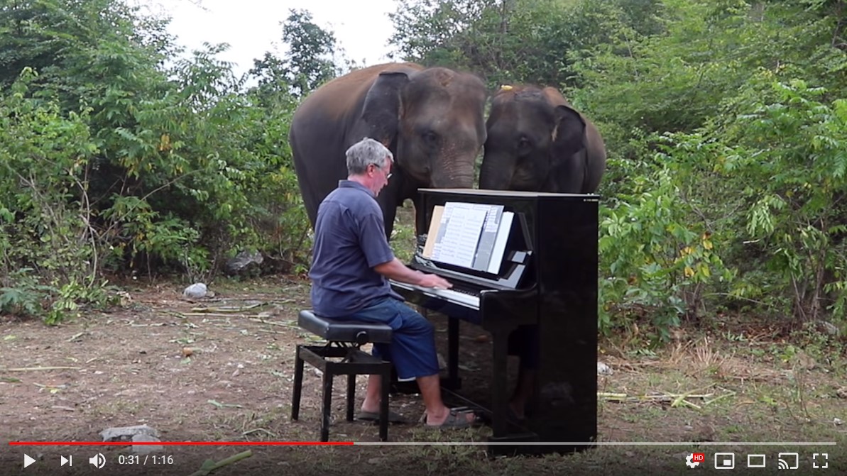 ゾウたちの心に安らぎを与えるために…象の前でピアノを演奏する男性がすごい！ 象もちゃんと聞いている様子がわかります