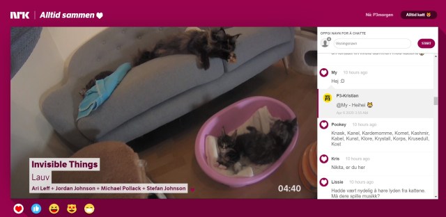 「子猫が部屋でくつろぐ姿」をずーっと見られる！ ノルウェーのテレビ局が全世界に配信中だよ♪
