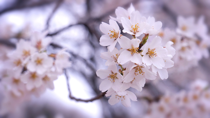 美しい桜の映像と音楽で心癒やされるインドア花見を。ヒーリング会社が