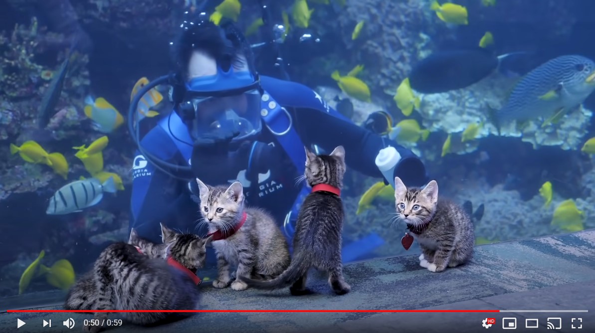 癒やし動画】休館中の水族館を保護された子猫たちがお散歩！ カラフル