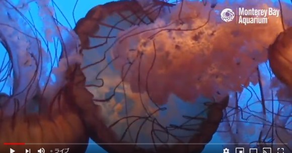 カリフォルニアの水族館がクラゲやサメのライブ動画を配信中 幻想的な光景に心が癒やされます Pouch ポーチ