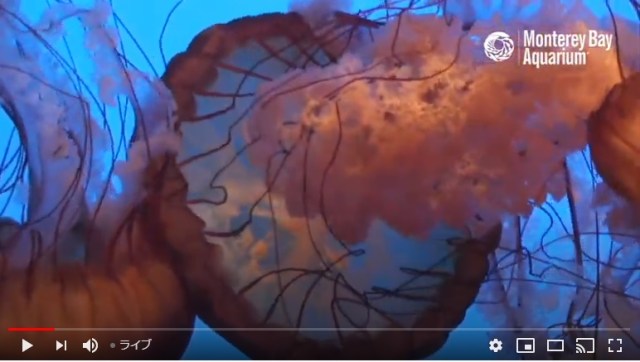 カリフォルニアの水族館がクラゲやサメのライブ動画を配信中！ 幻想的な光景に心が癒やされます