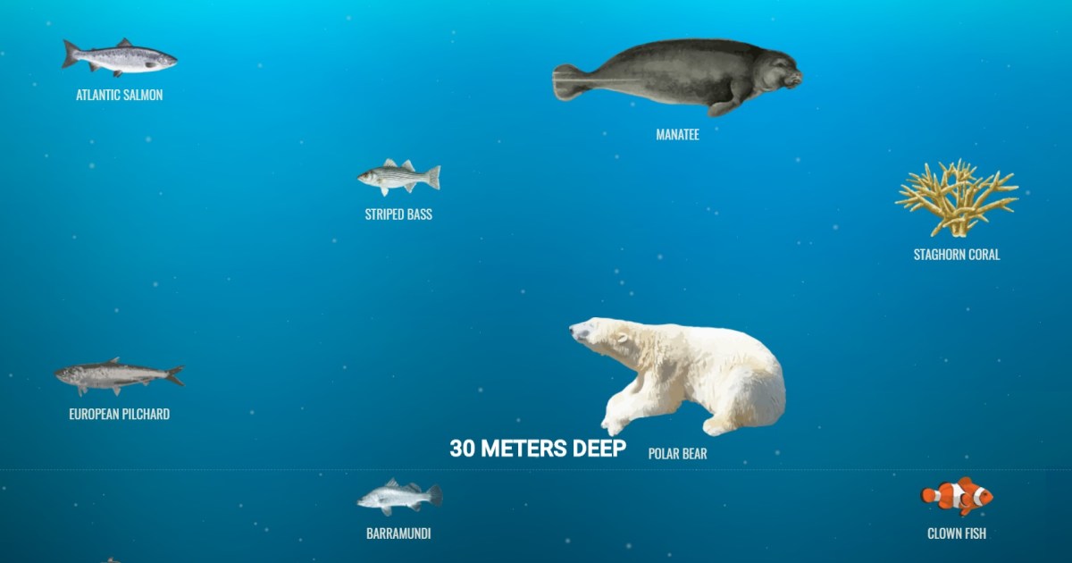 スクロールするとどんどん深海に潜れるサイトがおもしろい 意外な生物がものすごく深いところにいてビビります Pouch ポーチ