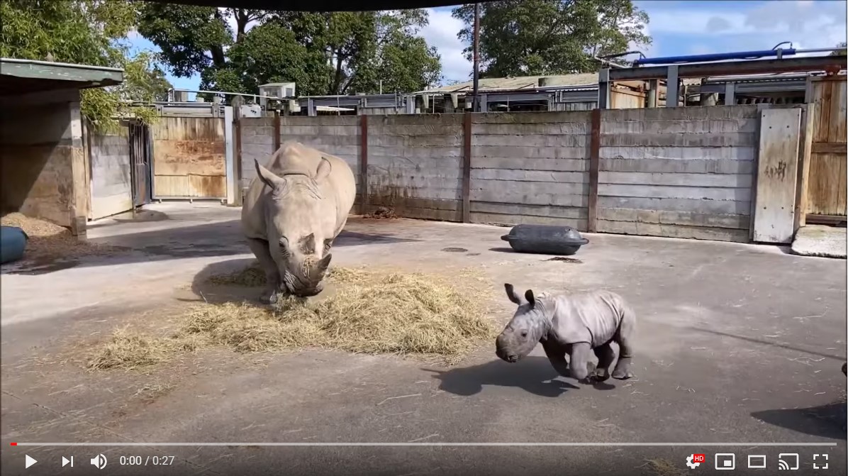 ママの周りを元気に走り回る赤ちゃんサイにキュン 小さな体でくしゃみする瞬間までかわいいよ Pouch ポーチ