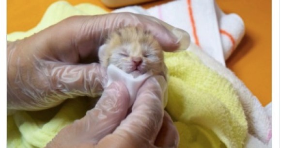 砂漠の天使 スナネコの赤ちゃんが神戸どうぶつ王国で生まれたよ 眠る姿もミルクを飲む姿もかわいすぎて胸が張り裂けそう Pouch ポーチ