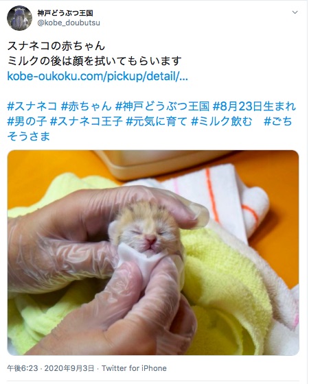 砂漠の天使・スナネコの赤ちゃんが神戸どうぶつ王国で生まれたよ〜！ 眠る姿もミルクを飲む姿もかわいすぎて胸が張り裂けそう…