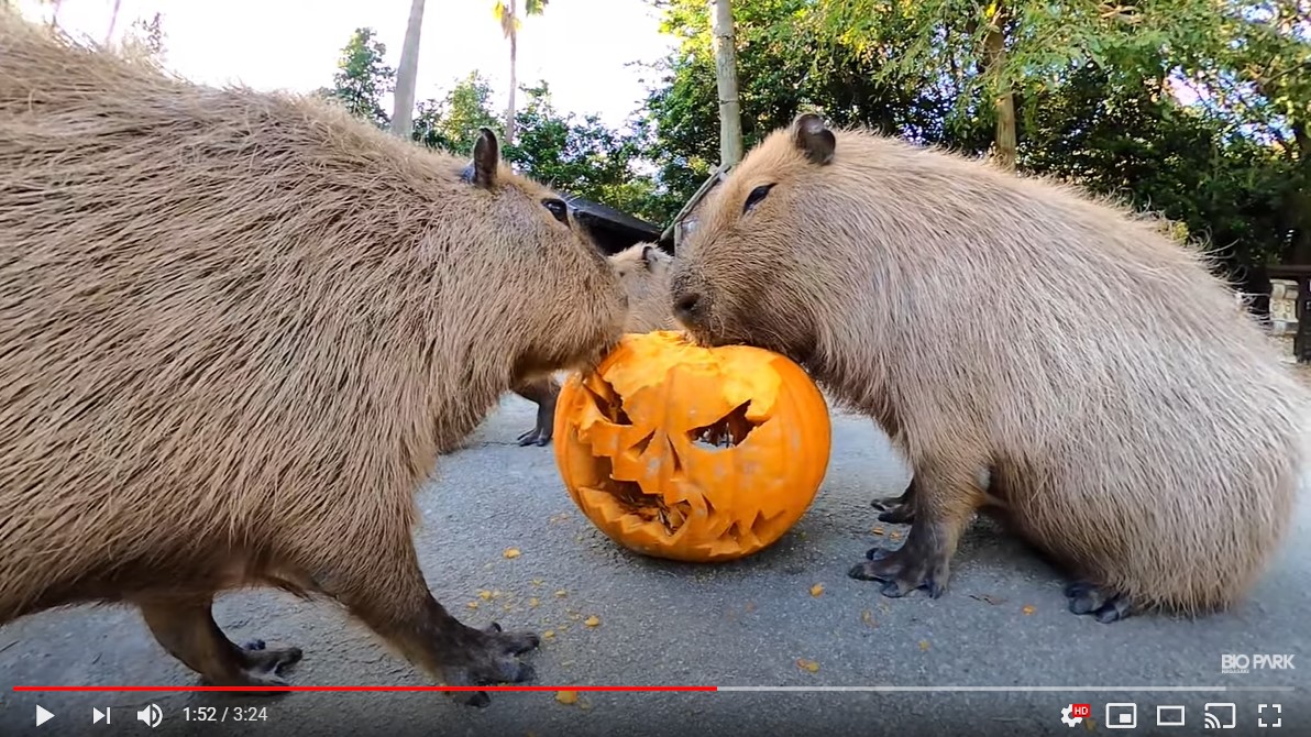 巨大カボチャ VS カピバラ 」長崎バイオパークのASMR動画が大人気 