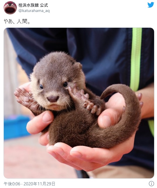 やあ 人間 桂浜水族館のカワウソの赤ちゃんがギャン可愛だよぉぉ ふわふわの毛 あどけない表情 見てるだけで癒やされます Pouch ポーチ