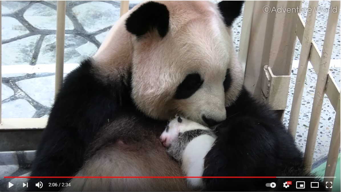 ワールド 赤ちゃん アドベンチャー パンダ 【2021】アドベンチャーワールドのパンダに会いに行こう！全7頭の名前、赤ちゃんパンダの観覧情報も！