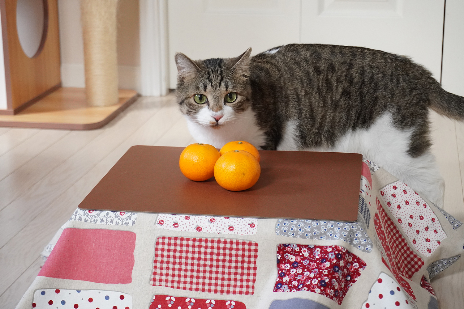 あらら、うちの猫ちゃんが可愛い「こたつ猫」に…！ みかんを注文すると