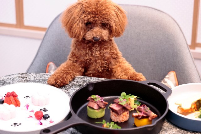 「ペットと泊まれる宿泊プラン」がヒルトン名古屋に登場！ 犬・猫用アメニティやワンちゃん用コース料理もあるよ～！