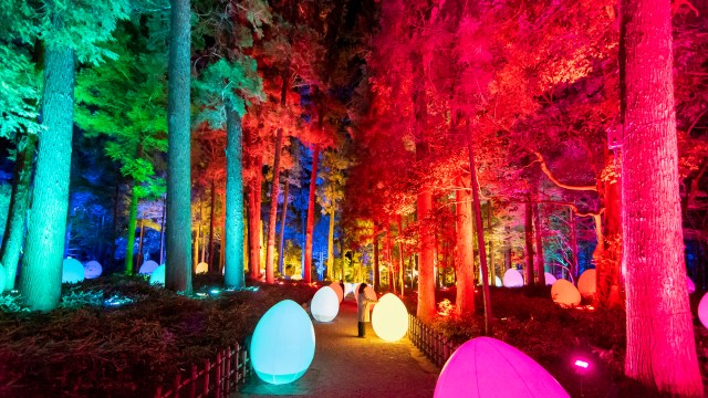 日本三名園・偕楽園で「チームラボ 偕楽園 光の祭 2022」を開催！ 梅の木など豊かな自然がアート作品に