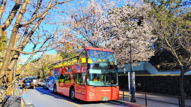 「お花見バス」が帰ってきた！ オープンエアで解放感あるお花見をスカイバス東京＆水陸両用バスで楽しもう