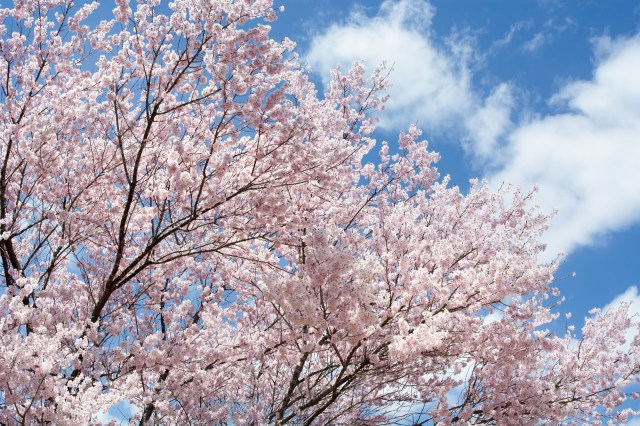 お花見に行くならこの週末！ ウェザーニュースが発表した全国各地の桜の開花予想をチェック！