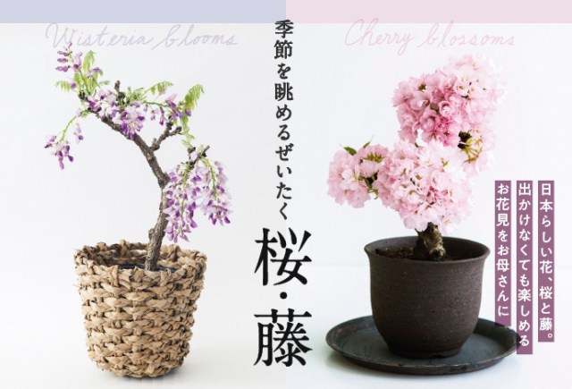 桜や藤の鉢植えに苔玉まで充実っぷりがすごい…フェリシモ「母の日花ギフト」は全61種類から選べます