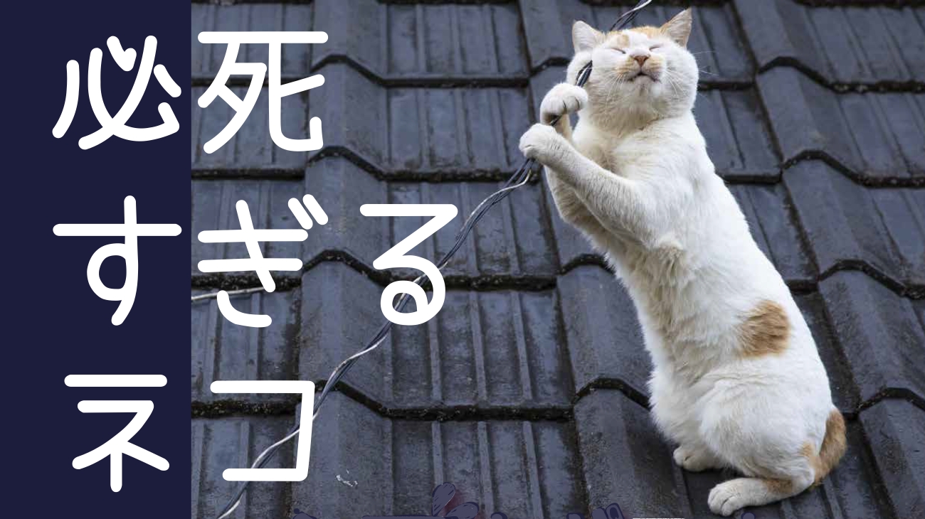 必死な表情＆体勢の猫ちゃん🐈に悶絶…♡ 大人気シリーズ「必死すぎる