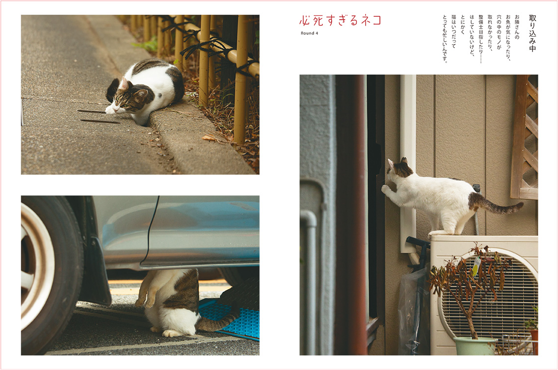 必死な表情＆体勢の猫ちゃん🐈に悶絶…♡ 大人気シリーズ「必死すぎる
