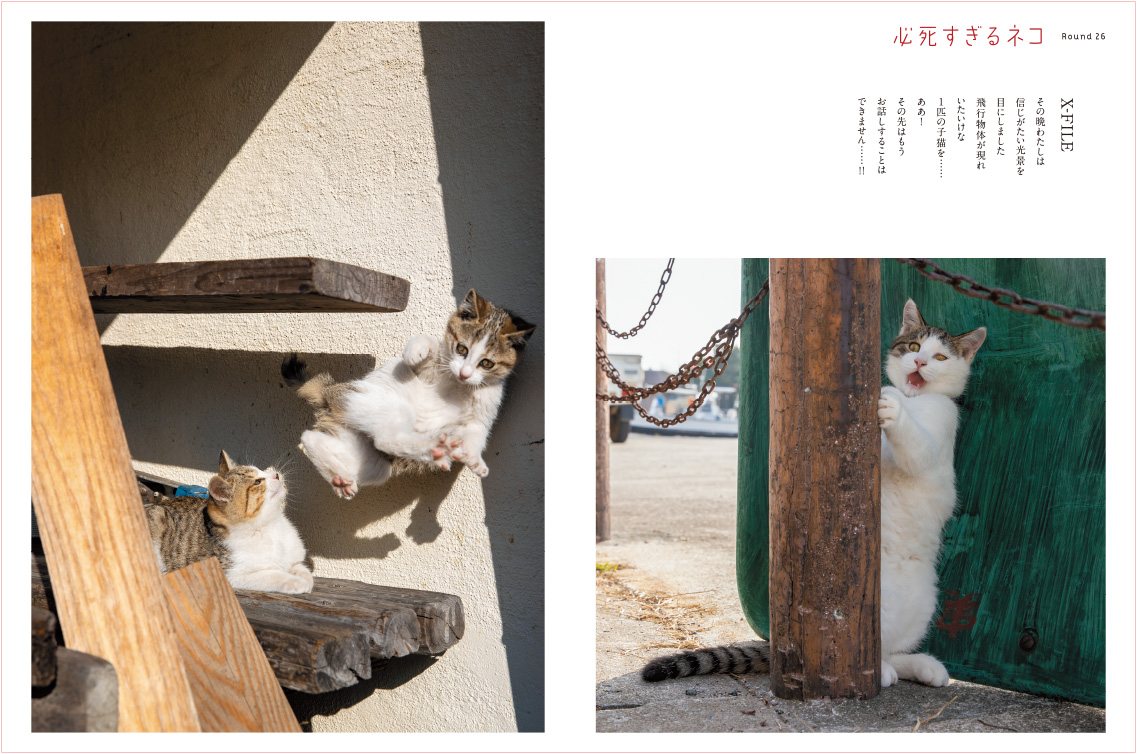 必死な表情＆体勢の猫ちゃん🐈に悶絶…♡ 大人気シリーズ「必死すぎる