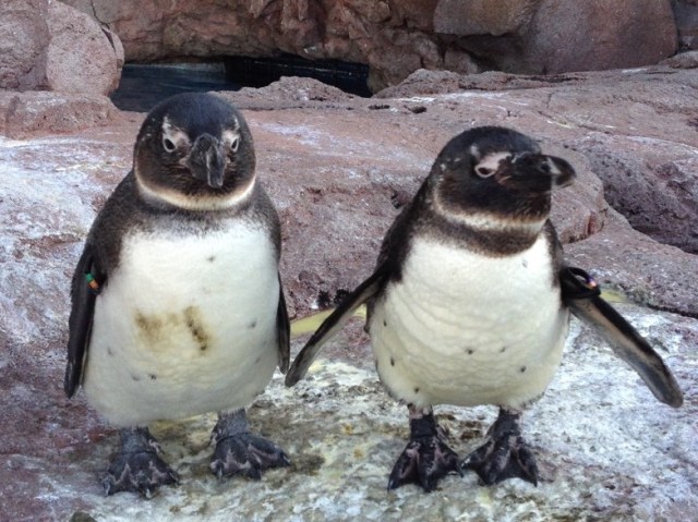 ペンギンの個性や関係性をまとめた「京都ペンギン相関図2023」を大公開！ やっぱり今年もドロドロ＆あのカップルの行方は？