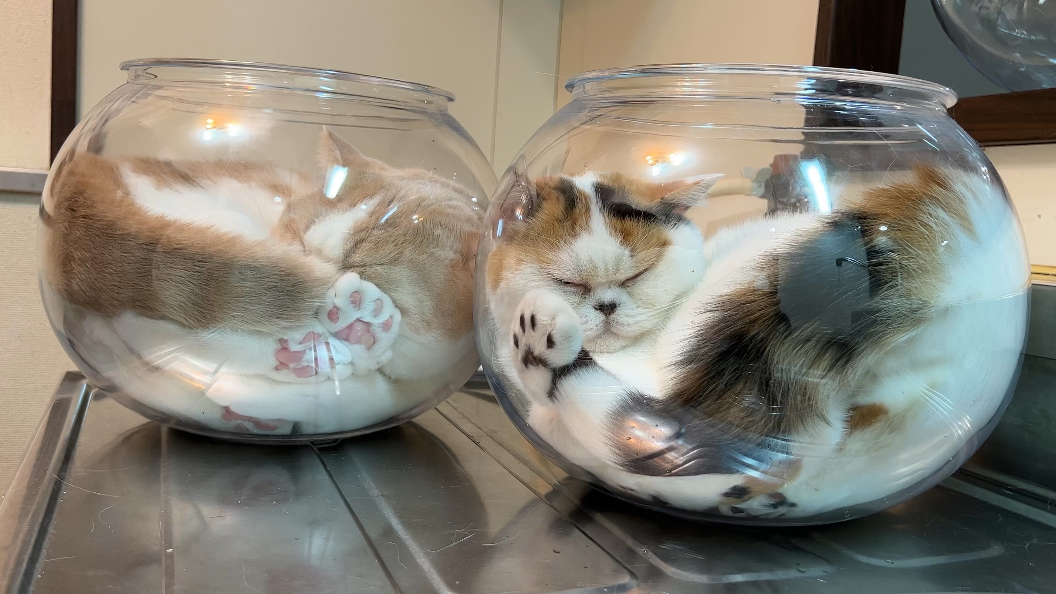 猫は液体説を裏付ける写真集が発売！ 液体のように変幻自在に姿を変える “液体猫” を128ページに渡って楽しめます | Pouch[ポーチ]