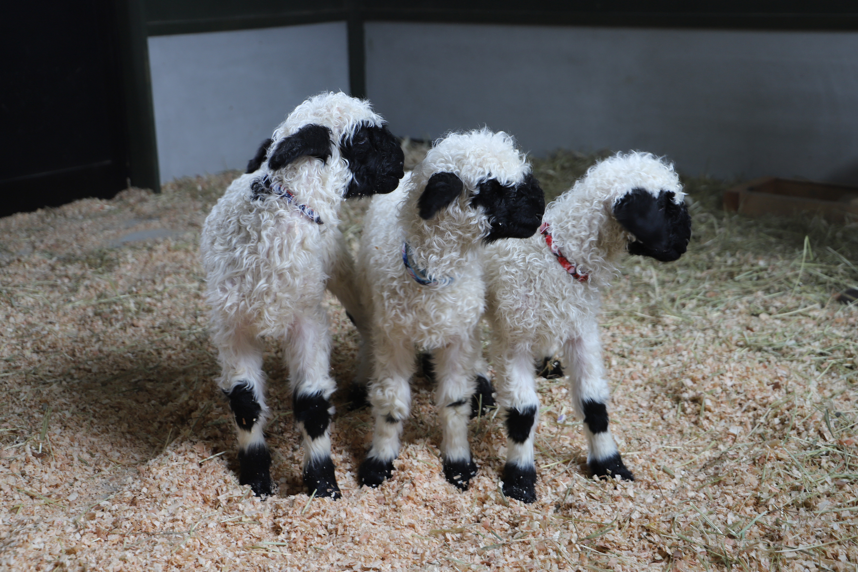 まるで動くぬいぐるみ🐏日本初！ヴァレーブラックノーズシープの