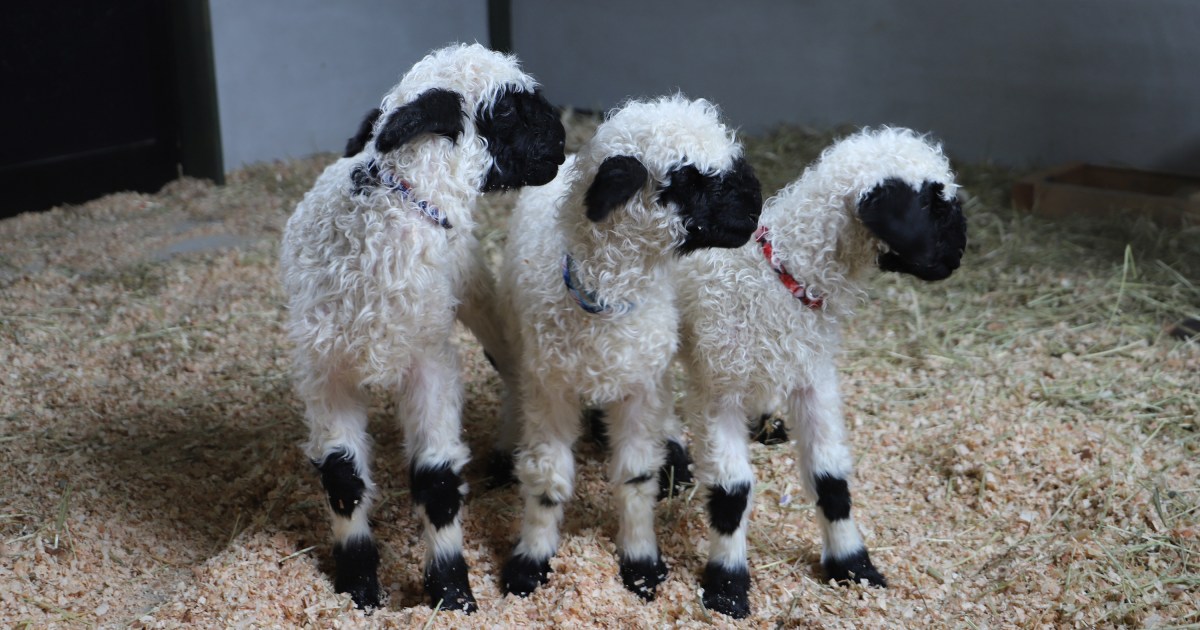 まるで動くぬいぐるみ🐏日本初！ヴァレーブラックノーズシープの 
