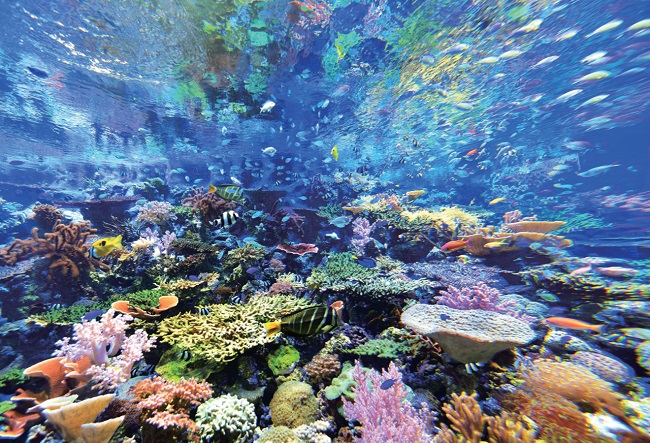 フェリシモ×名古屋港水族館で生まれたアイテムが可愛すぎ🐠涼しげな