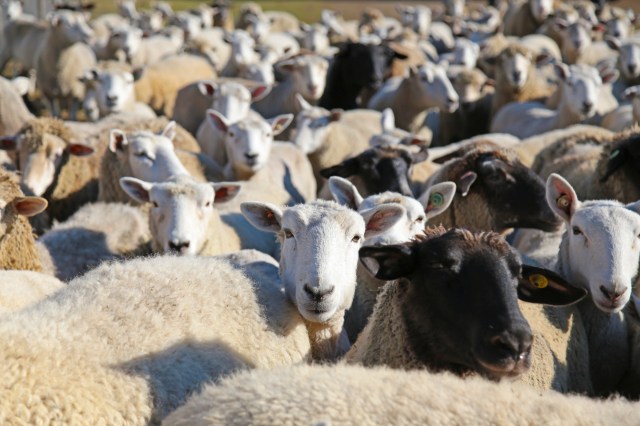 【羊たちの妙技🐏】マザー牧場の200頭の羊たちが2024年の干支「辰」を描く!?なんか…おもしろそうじゃんっ！