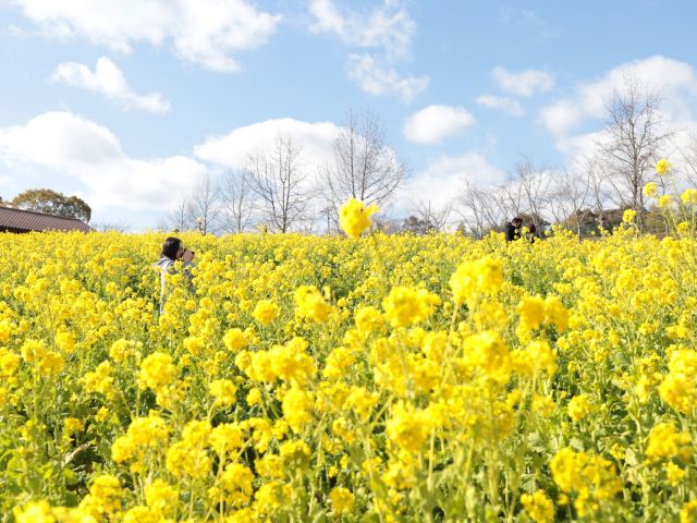 もう見ごろを迎えてます！50万本の菜の花が咲き誇る光景を大阪 「堺・緑のミュージアム ハーベストの丘」で💛