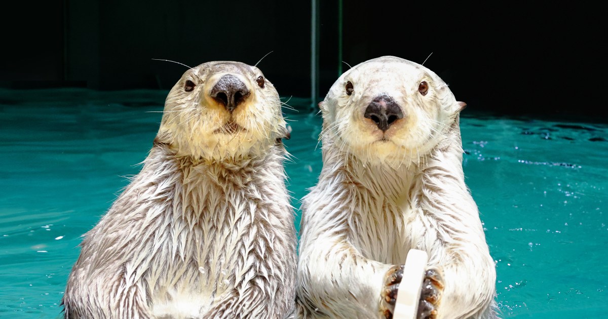 ただ眺めているだけでいいんです…?鳥羽水族館のラッコたちに24時間 