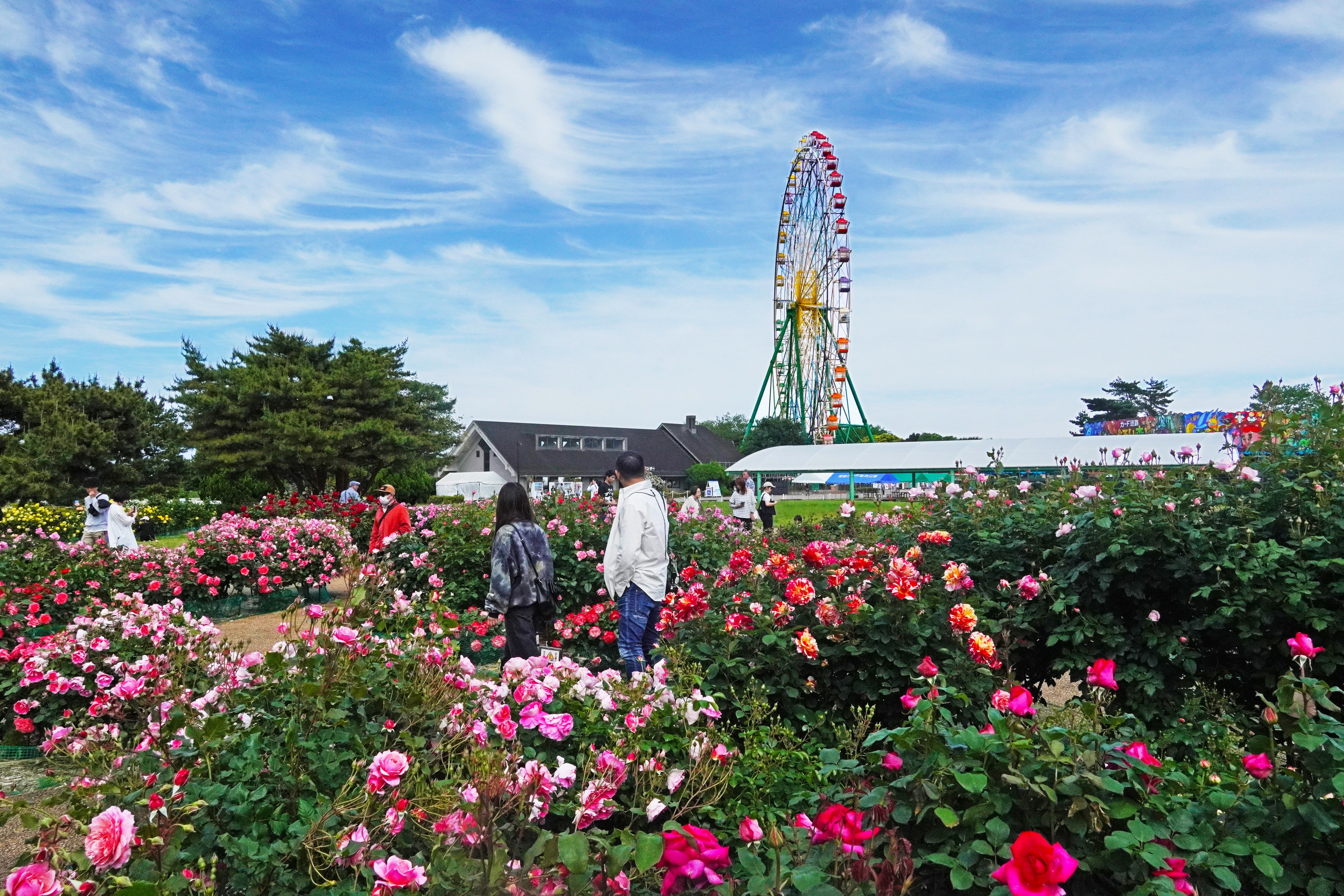 国営ひたち海浜公園で約3400株のバラが見ごろだよ〜！ちょっぴり意外な