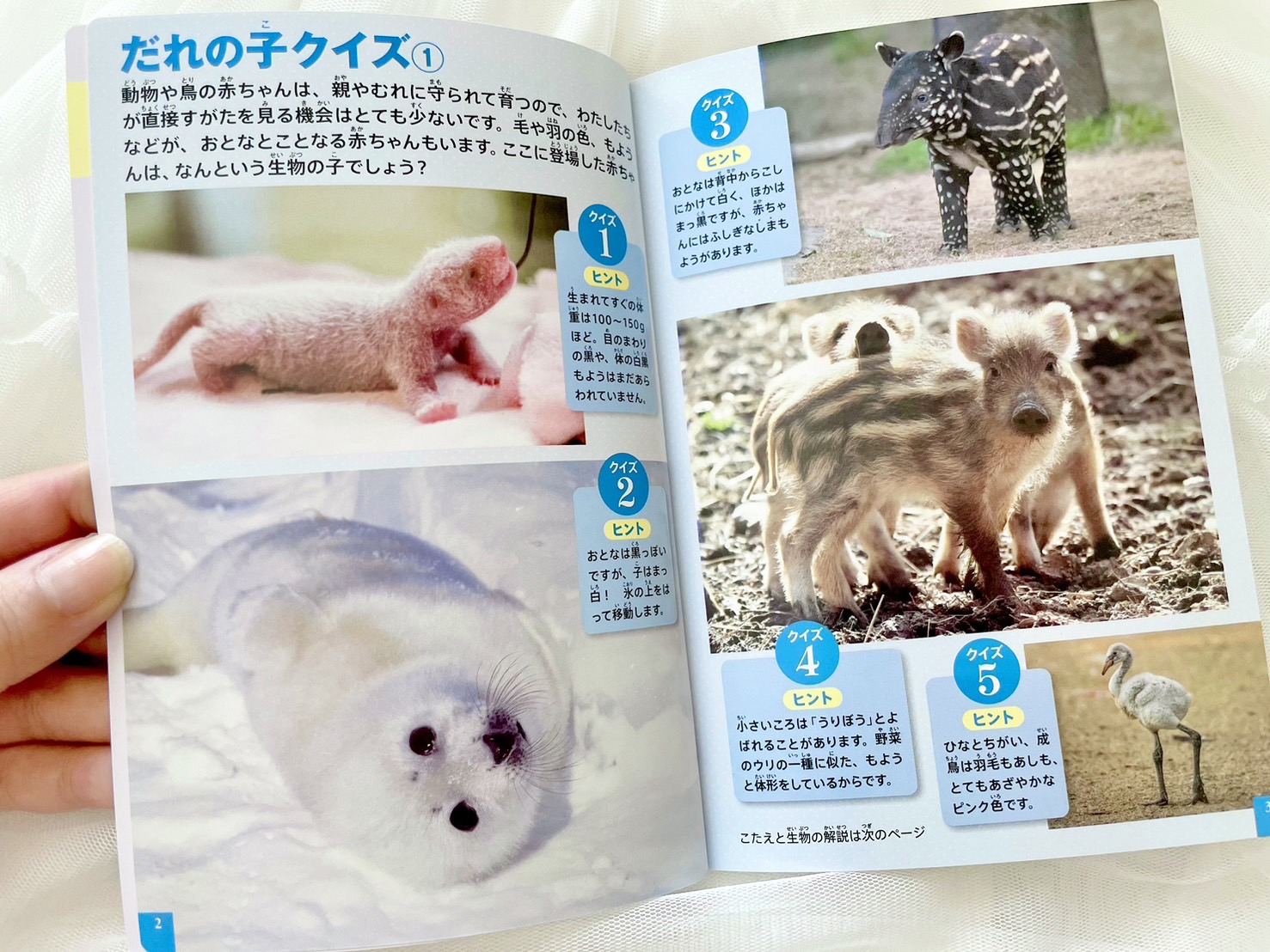 今度のほんのハッピーセットは…しかけ絵本「ちびっこがくだんおまつり