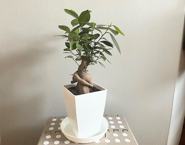 ユニクロで観葉植物を買ってみた！ 実際に購入してよかったこと・気になったことを正直にレビュー！