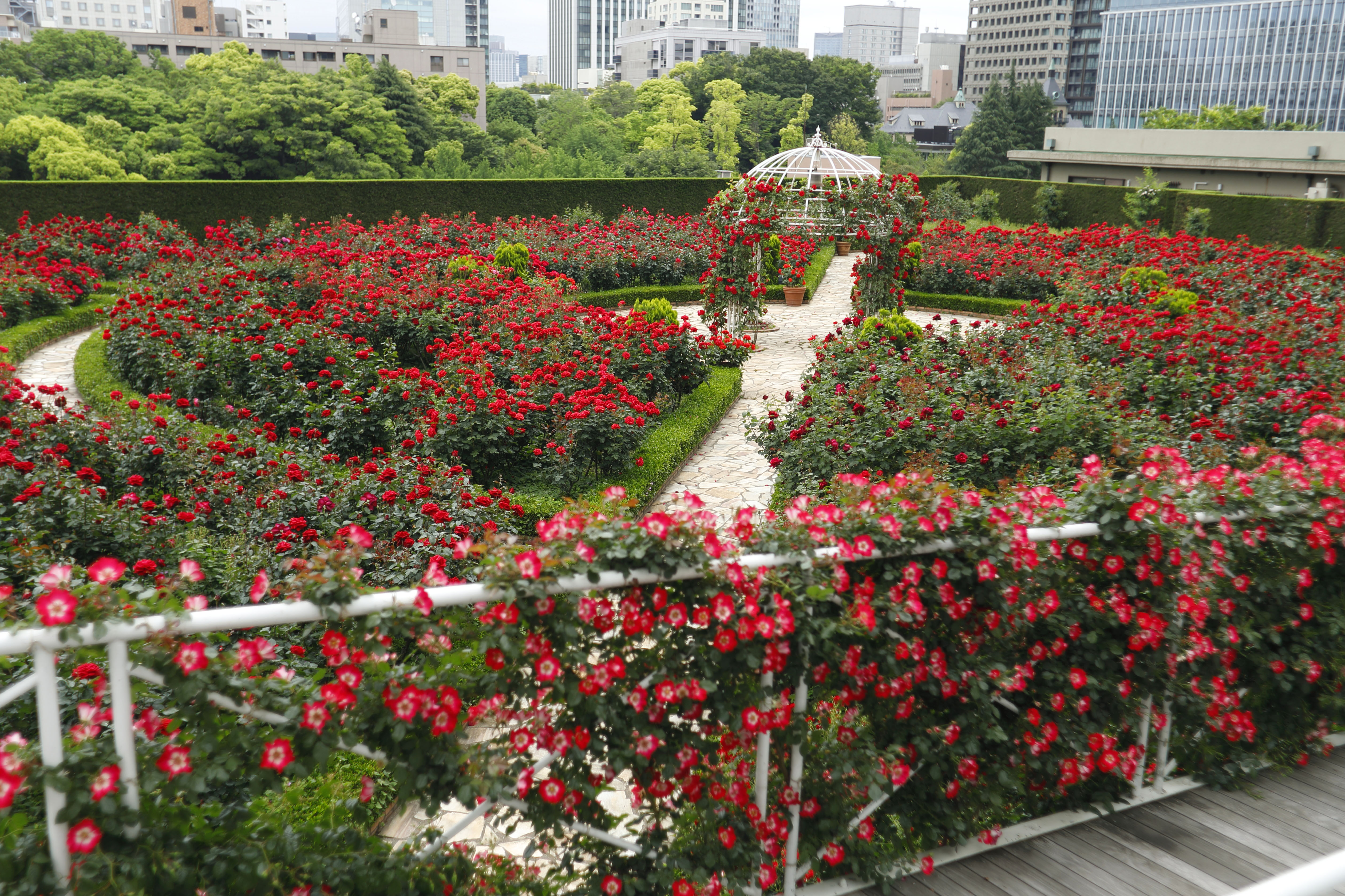 3万本の赤薔薇が咲く屋上庭園🌹ホテルニューオータニで限定公開中