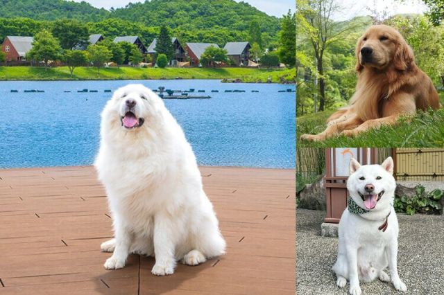 旅行先の宿に迷ったら「看板犬」で選んでみない？楽天トラベルが看板犬ランキングを公開！