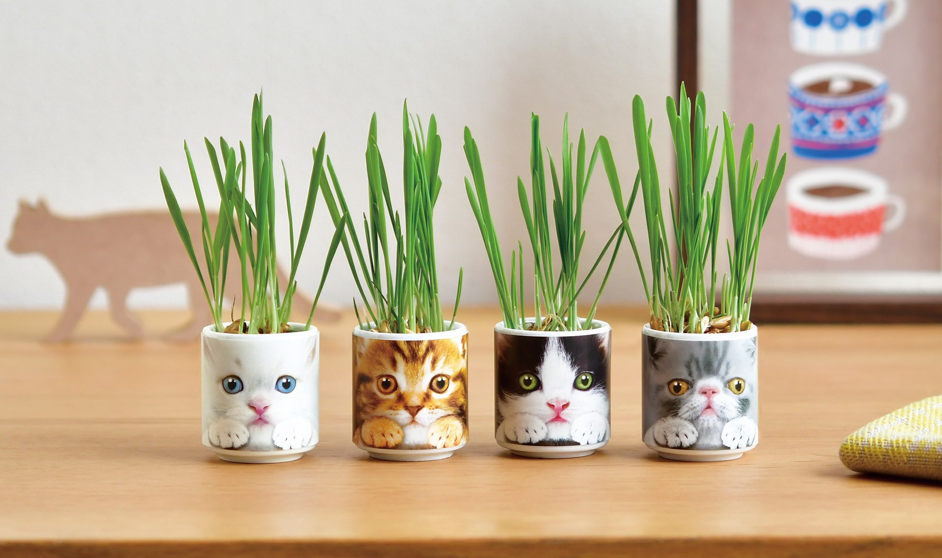 猫の日のお祝いはねこ草？それともマタタビ？自分で育てられるキットで一緒に愛でるのがいいかもしれません♡ | Pouch[ポーチ]