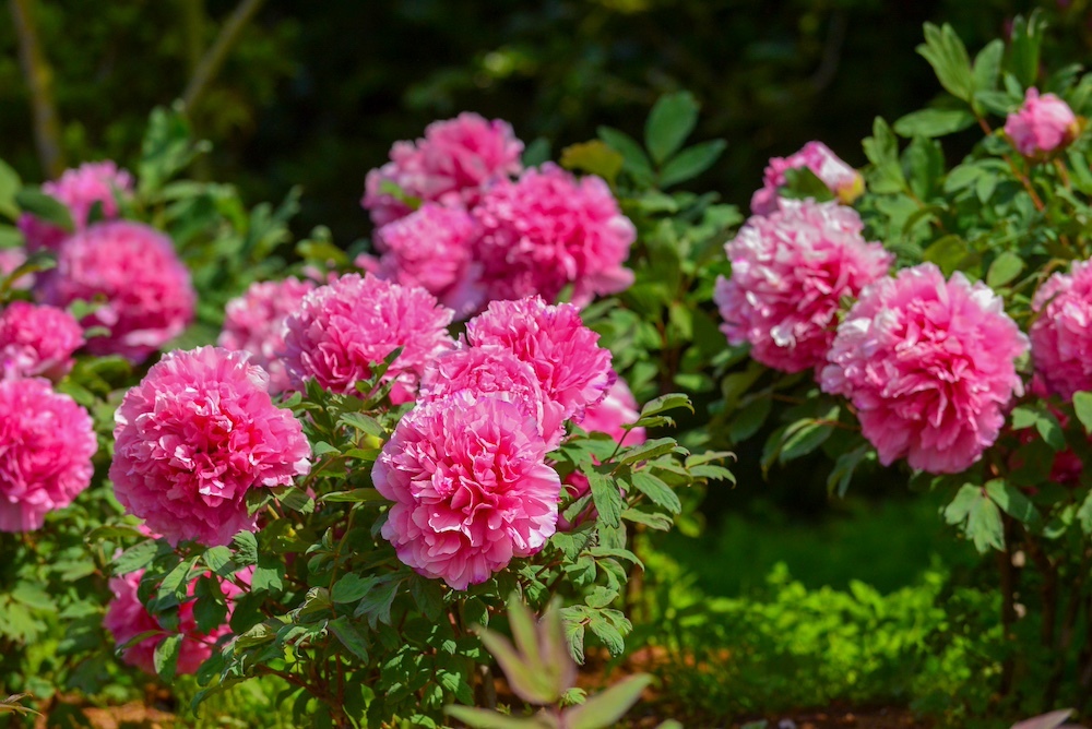 穴場】つくば牡丹園が47日間限定で開園中🌺 牡丹・芍薬の眺めを