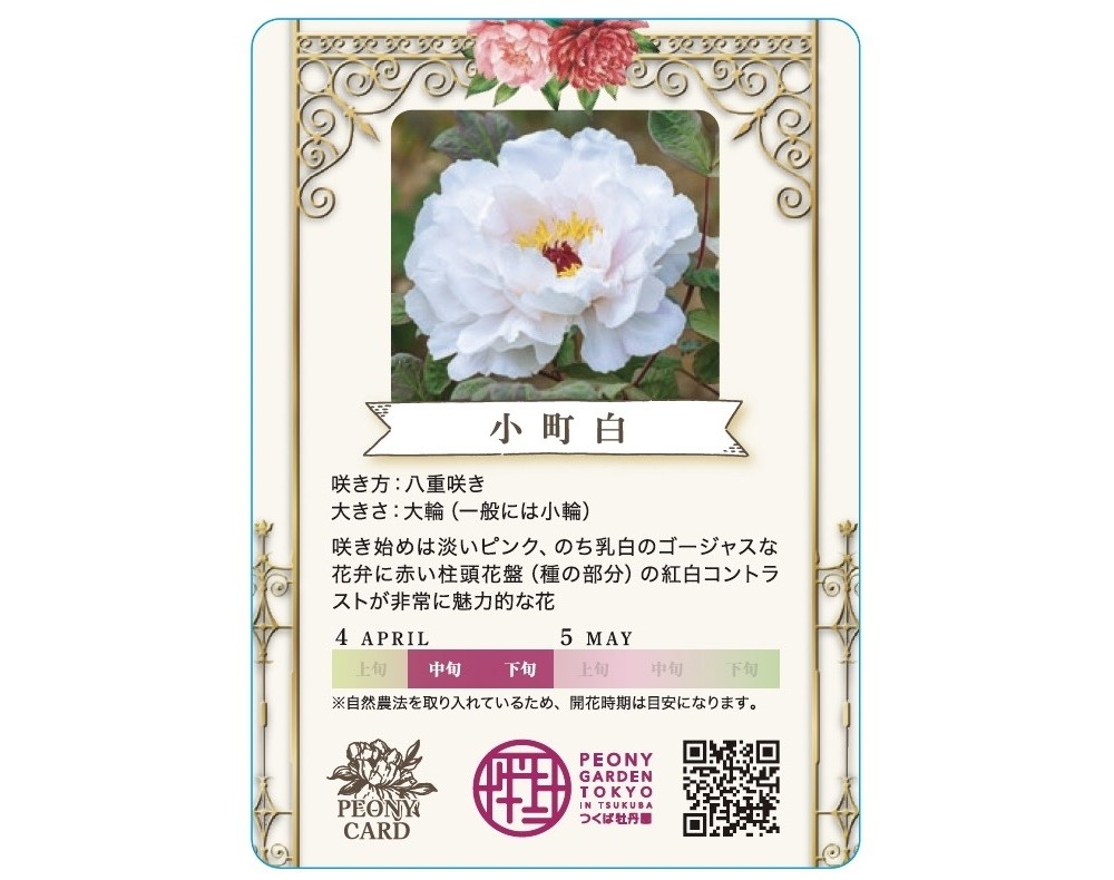 穴場】つくば牡丹園が47日間限定で開園中🌺 牡丹・芍薬の眺めを
