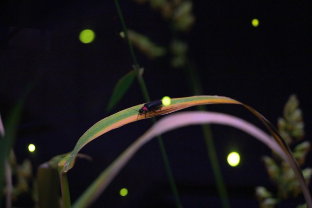 夏の風物詩「蛍」に会いに出かけよう💡2025年最新！全国のほたる情報まとめ