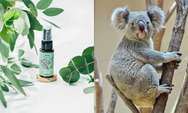 コアラのあの香りを体験できるアロマスプレーってなに!?フェリシモ×動物コラボがきになる！