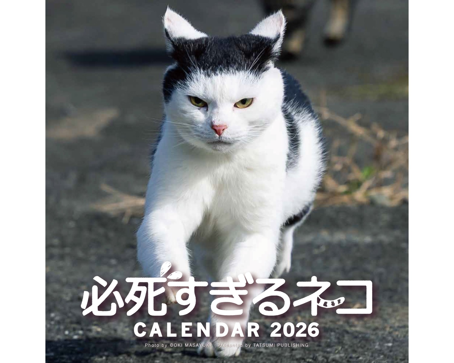 必死すぎるネコにもふもふのシマエナガ、歌も人気なマヌルネコ…📅2026